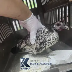 종로구 기타(검/회) 기타축종 성별 미상
