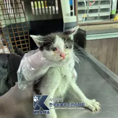 종로구 기타(검/흰) 한국 고양이 수컷