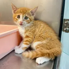 중구 검은색흰색황토색조합 한국 고양이 수컷