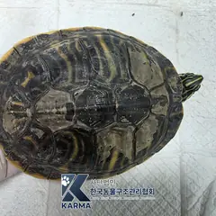 중구 기타(검/초/갈) 기타축종 성별 미상