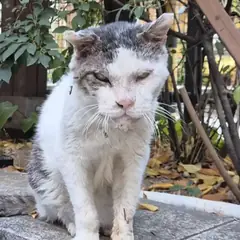 중구 검은색흰색황토색조합 한국 고양이 수컷
