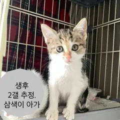 중구 검은색흰색황토색조합 한국 고양이 암컷