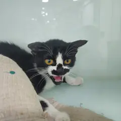 용산구 흰색/검은색 얼룩무늬 한국 고양이 수컷