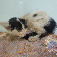용산구 흰색/검은색 얼룩무늬 한국 고양이 암컷