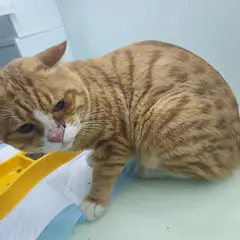 용산구 레몬색&흰색 한국 고양이 수컷