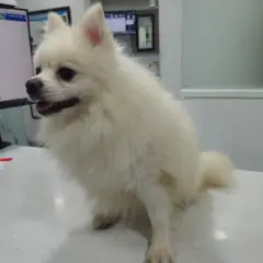 용산구 크림색 포메라니안 수컷