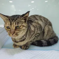 용산구 기타(고등어무늬) 한국 고양이 암컷
