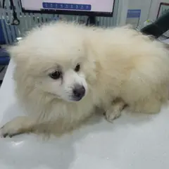 용산구 크림색 스피츠 수컷