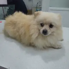 용산구 크림색 포메라니안 수컷