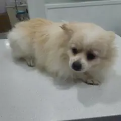 용산구 크림색 스피츠 암컷