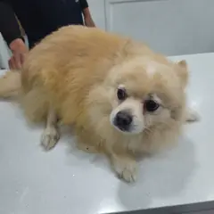 용산구 기타(진크림색) 스피츠 수컷