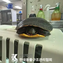 성동구 기타(노/빨/녹) 기타축종 성별 미상