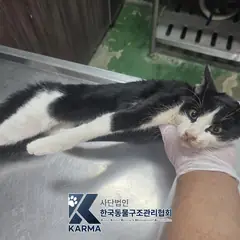 성동구 흰색/검은색 얼룩무늬 한국 고양이 수컷