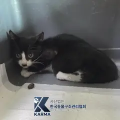 광진구 흰색/검은색 얼룩무늬 한국 고양이 수컷
