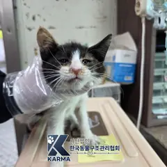 광진구 검은색흰색황토색조합 한국 고양이 암컷