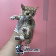 광진구 레몬색&흰색 한국 고양이 수컷