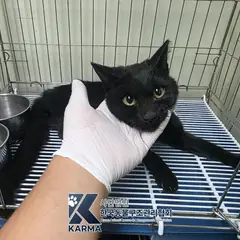 광진구 기타(검) 한국 고양이 암컷