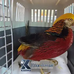 광진구 기타(빨/노/검) 기타축종 성별 미상