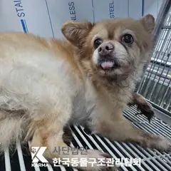 동대문구 갈색&흰색 믹스견 수컷