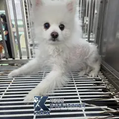 동대문구 흰색 포메라니안 수컷