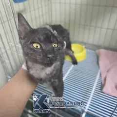 동대문구 기타(검줄/회) 한국 고양이 암컷