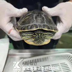 중랑구 기타(갈/노) 기타축종 성별 미상