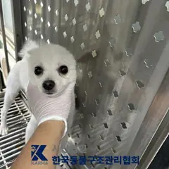 중랑구 흰색 포메라니안 수컷