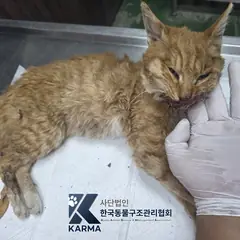 성북구 기타(갈/흰) 한국 고양이 암컷