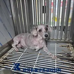 강북구 흰색 푸들 암컷
