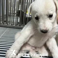 강북구 흰색 믹스견 암컷
