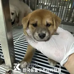 강북구 갈색 믹스견 수컷