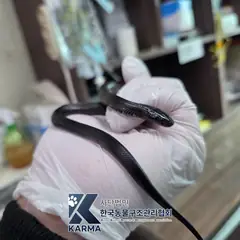 강북구 기타(검) 기타축종 성별 미상