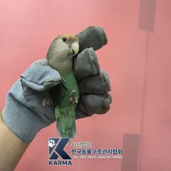 강북구 기타(초/주/흰) 기타축종 성별 미상