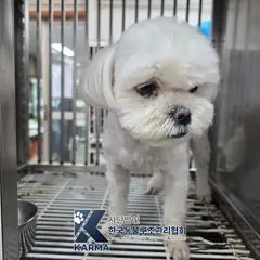 강북구 흰색 말티즈 수컷