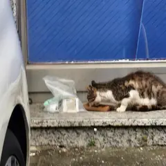 노원구 검은색흰색황토색조합 한국 고양이 수컷