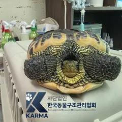 노원구 기타(검/노/초) 기타축종 성별 미상