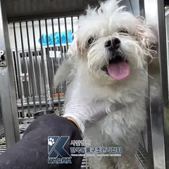 노원구 흰색 믹스견 수컷