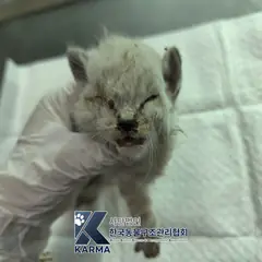 노원구 기타(흰/회) 한국 고양이 암컷