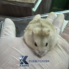 노원구 기타(연갈/흰) 기타축종 성별 미상