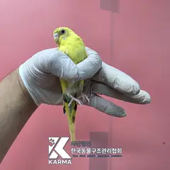 노원구 기타(노검초흰) 기타축종 성별 미상