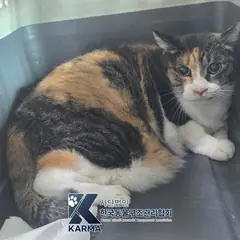 노원구 검은색흰색황토색조합 한국 고양이 암컷