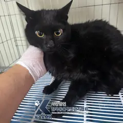 노원구 검정색 한국 고양이 수컷