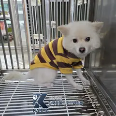 노원구 흰색 스피츠 암컷