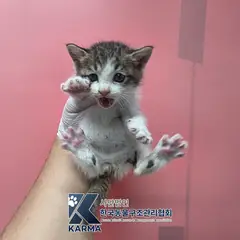 노원구 기타(갈/검/흰) 한국 고양이 암컷