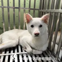 은평구 흰색 믹스견 암컷