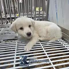 은평구 흰색 믹스견 암컷