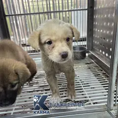 은평구 흰색 믹스견 수컷