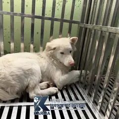 은평구 흰색 믹스견 암컷