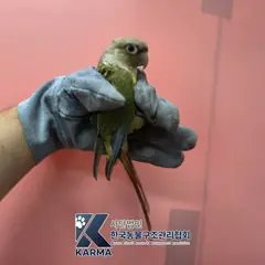 은평구 기타(초/빨/흰) 기타축종 성별 미상