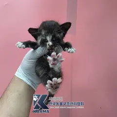 은평구 기타(갈/검/흰) 한국 고양이 암컷